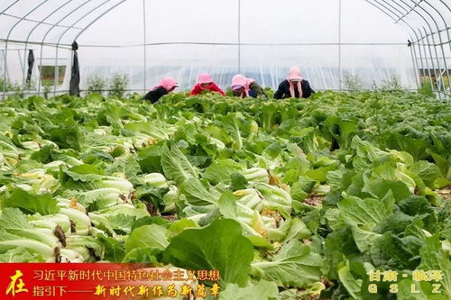 甘肃临泽 筑牢安全防线，积极创建国家级农产品质量安全示范县