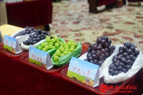 丰收合阳 最美秋色 合阳召开扶贫农产品产销对接会