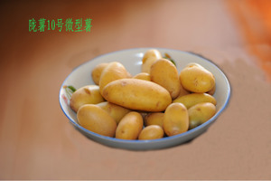 甘肃定西马铃薯 优质农产品的价格、图片与供应商全解析